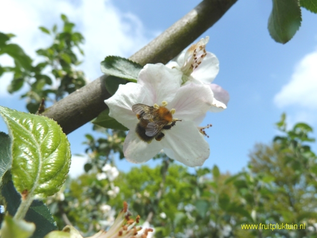 Hommel op Appel